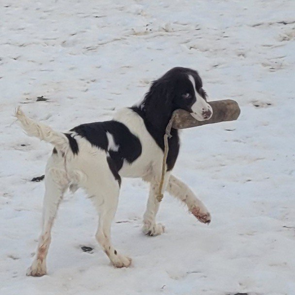 Started Gun Dogs - Flush 'em High Kennel